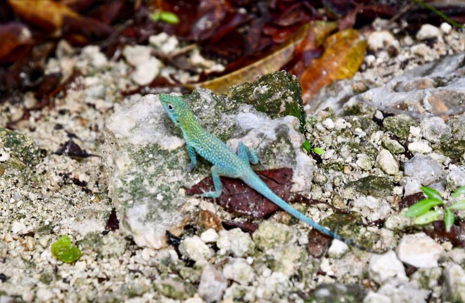 cayman crystal caves